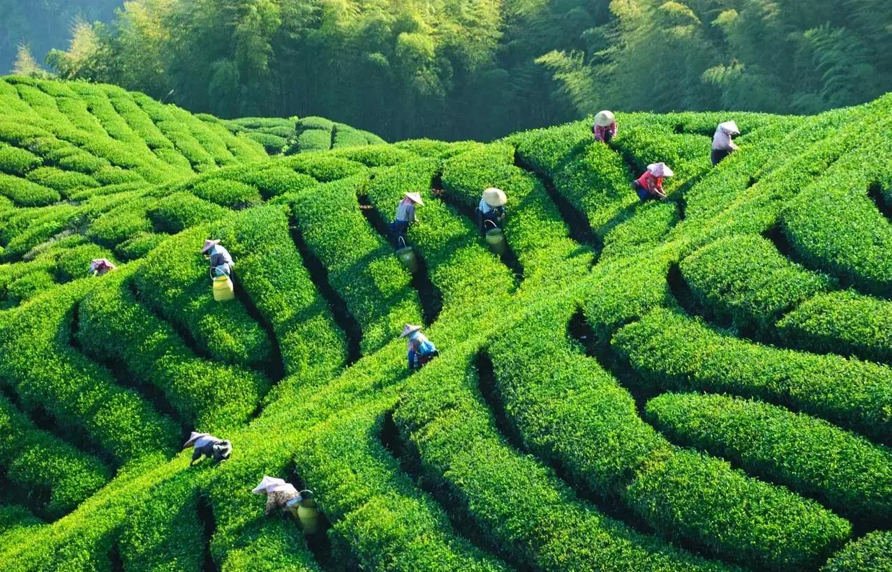 從達沃斯到“東方茶都”：對標瑞士小鎮轉型，擘畫“十五五”中國茶產業縣域高質量發展新藍圖